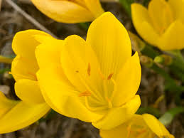 A chi non piacciono i fiori gialli? Sternbergia Lutea E Sicula Giallo In Autunno Natura In Mente Calliopea