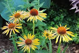 Whether you are looking for flowers, roses, annuals, bulbs, conifers, tress, hanging baskets or perennials, we have thousands of plants to choose from. Hd Wallpaper Harvest Moon Coneflower Floral Garden Flowers Ontario Canada Wallpaper Flare
