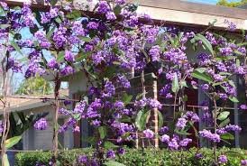 Image result for Hardenbergia
