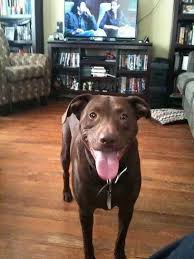 A pitbull lab mix is a labrador retriever and pitbull hybrid. What Is It Like To Have A Pit Bull Labrador Mix As A Pet Quora