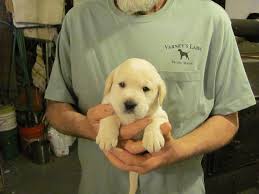 Look at pictures of puppies in maine who need a home. Puppies Varney S Labs