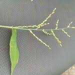 Image result for Digitaria velutina