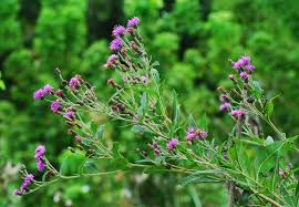 Image result for Vernonia muelleri