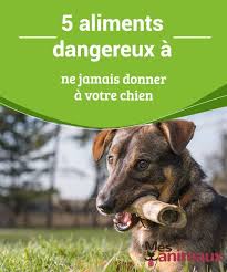 5 Aliments Dangereux A Ne Jamais Donner A Votre Chien My Animals Chien Activites Pour Chien Dresser Un Chien