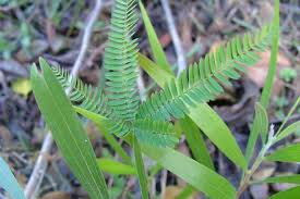 Image result for Acacia melanoxylon