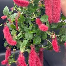 Image result for Acalypha sonderiana