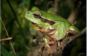 *this post contains affiliate links*. Tree Frog Facts Lesson For Kids Study Com