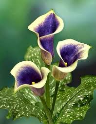 A Garden Beauty Beautiful Flowers Lily Seeds Blooming Plants