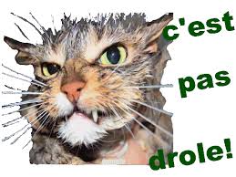 R�sultat de recherche d'images pour "gif chat sous la douche"