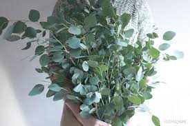 Check spelling or type a new query. Silver Dollar Eucalyptus Bulk Fresh Wedding Greenery Flower Moxie