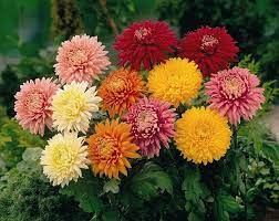 Chrysanthemum X Morifolium Flower Oil Best Flower Wallpaper