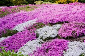 Beet freiräumen für den diesjährigen austrieb. Phlox Tipps Zum Pflanzen Pflegen Vermehren Plantura