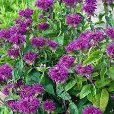 Pin On Cottage Garden