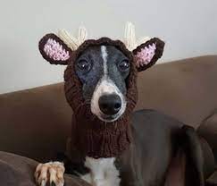 Knitted Dog Hats With Ears Easy Free Patterns Knitting Patterns Free Dog Knitting Patterns For Dogs Dog Jumper Knitting Pattern