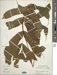 Image result for Tectaria fernandensis