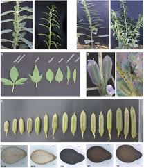 Image result for Sesamum angolense