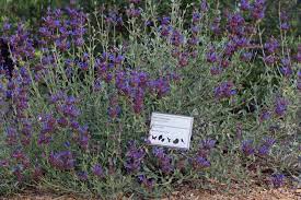 Salvia 'celestial blue' (also known as celestial blue sage or las pilitas sage), is a hybrid cross between salvia clevelandii (cleveland sage or chaparral sage) and s. Salvia Celestial Blue Salvia Plants Botanical