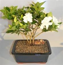 Maybe you would like to learn more about one of these? Flowering Gardenia Bonsai Tree Multi Trunk Style Jasminoides Miami Supreme
