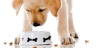Hanno un grande appetito e se il loro stomaco è più piccolo di quelli dei cani di grande taglia, basta dar loro un alimento specifico, con il giusto apporto calorico per la loro taglia. Alimentazione Del Cane Tutto Quello Che Devi Sapere Best5 It
