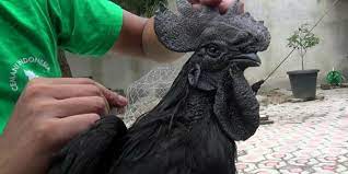 Harga ayam kampung (asli) hitam ( cemani ) frozen , bersih diatas 700 gram. Siswa Ini Penyebab Ayam Cemani Berwarna Hitam Tapi Telur Tetap Putih Halaman All Kompas Com