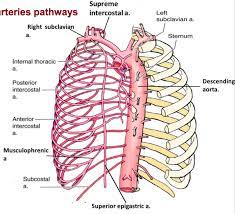 It is widely utilized for coronary artery bypass grafting common origin of the left internal thoracic artery (ita) and thyrocervical trunk (tct). Thorax Arterial Structure Right And Left Internal Mammary Arteries Ranzcrpart1 Wiki Fandom