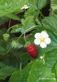 Strawberry plants will flower as soon as they get established in the landscape. Wild Strawberries Lovetoknow