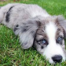 Black And Brown Border Collie Mix Border Collie Puppy Border Collie Puppies Collie Puppies Blue Merle Collie