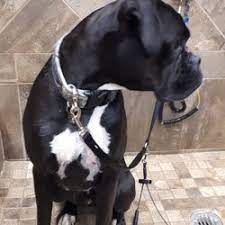Our easy entry waist high tubs. Top 10 Best Self Serve Dog Wash In Edmonton Ab Last Updated June 2021 Yelp