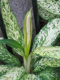Check spelling or type a new query. Aglaonema Chinese Evergreens Guide Our House Plants