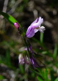 Image result for Polygala schinziana