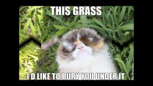 Check spelling or type a new query. Parity Grumpy Cat Videos Funny Up To 60 Off