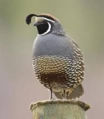 Birds Of North Idaho North Idaho S Bird Man Pet Birds Bird Quail