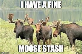 moose Memes & GIFs - Imgflip