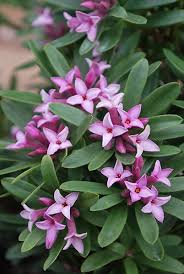 We did not find results for: Daphne Spring Pink Eternal Fragrance