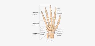 Maybe you would like to learn more about one of these? Ganglion Cyst Of The Wrist Hand Bones Of Wrist And Hand Labeled Free Transparent Png Download Pngkey