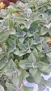 Image result for Plectranthus elegans