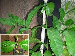 Image result for Canthium