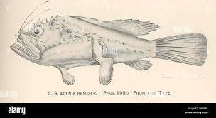 Image result for Sladeniaceae