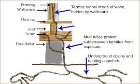 Maybe you would like to learn more about one of these? How Subterranean Termites Get Into Your House Qcn