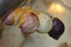 You should also keep in mind that some snails lay their eggs above water. Hatching Applesnail Mystery Snail Eggs In Your Aquarium