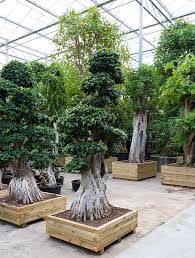 Check spelling or type a new query. Naturpflanzen Grosspflanzen In Erde
