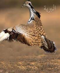 طائر الحبارى طائر الحبارى houbara bustard يعتبر طائر الحبارى هو رمز صحاري الجزيرة العربية وهو الطريدة الأولى وا habitats bird canary islands