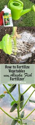 Maybe you would like to learn more about one of these? Alaska Fish Fertilizer Backyard Gardening Gardening How To Fertilize Vegetables Using Alaska Fish Fertilizer Vege Fertilizer Vegetables Planting Vegetables