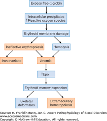 thalassemia pathophysiology of blood disorders