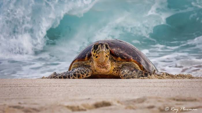 Critically Endangered Hawksbill Turtles – Ray Plowman