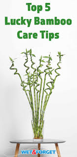 All you need are proper growing conditions. Top Lucky Bamboo Care Tips Tricks Life S Dirty Clean Easy