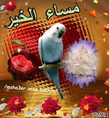 مساء الخير متحركه مساء الخير تجنن 3dlat Net 21 17 0ac8 Fish Pet Amazing Flowers Pets