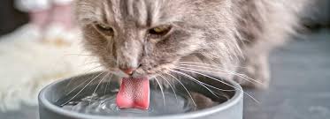 Aug 27, 2020 · dr. How Much Water Should A Cat Drink Black Hawk