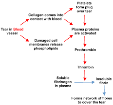 Blood S Cool The Revision Website