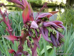 Image result for Beschorneria yuccoides